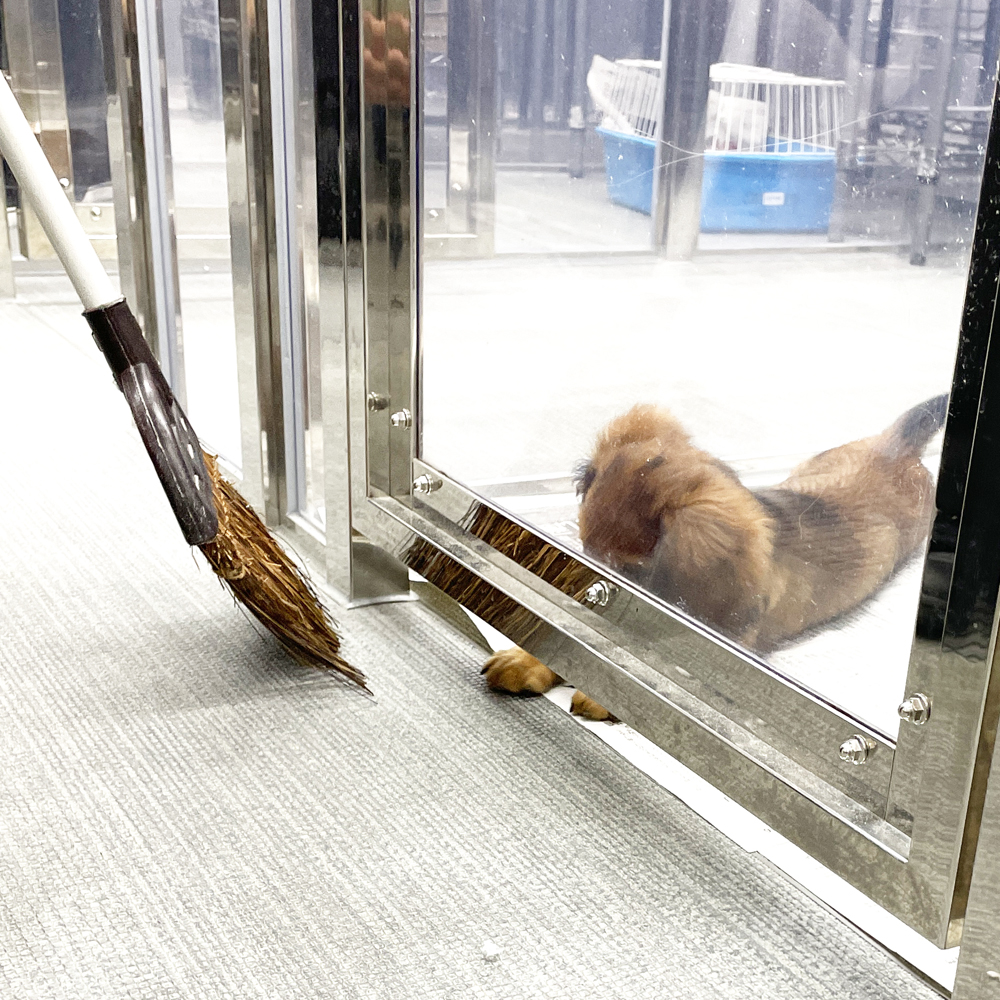 ２年生が子犬のお世話☆